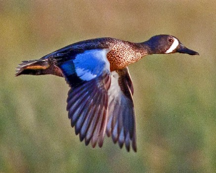 Blue-winged Teal